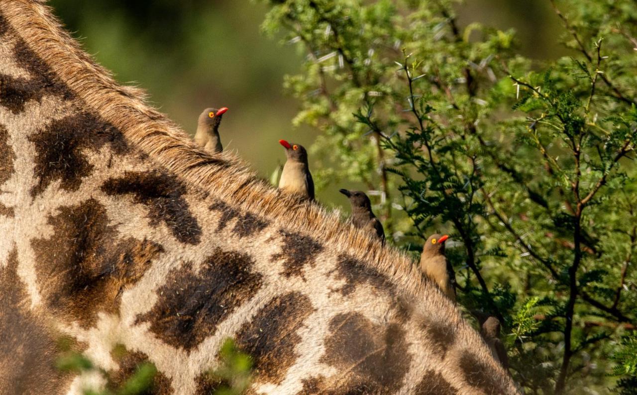 Black Rhino Game Lodge Pilanesberg Buitenkant foto