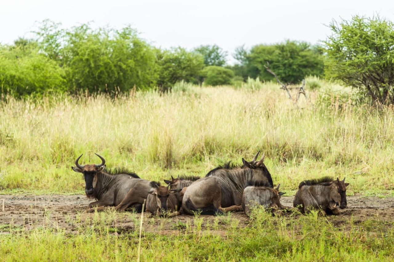 Black Rhino Game Lodge Pilanesberg Buitenkant foto