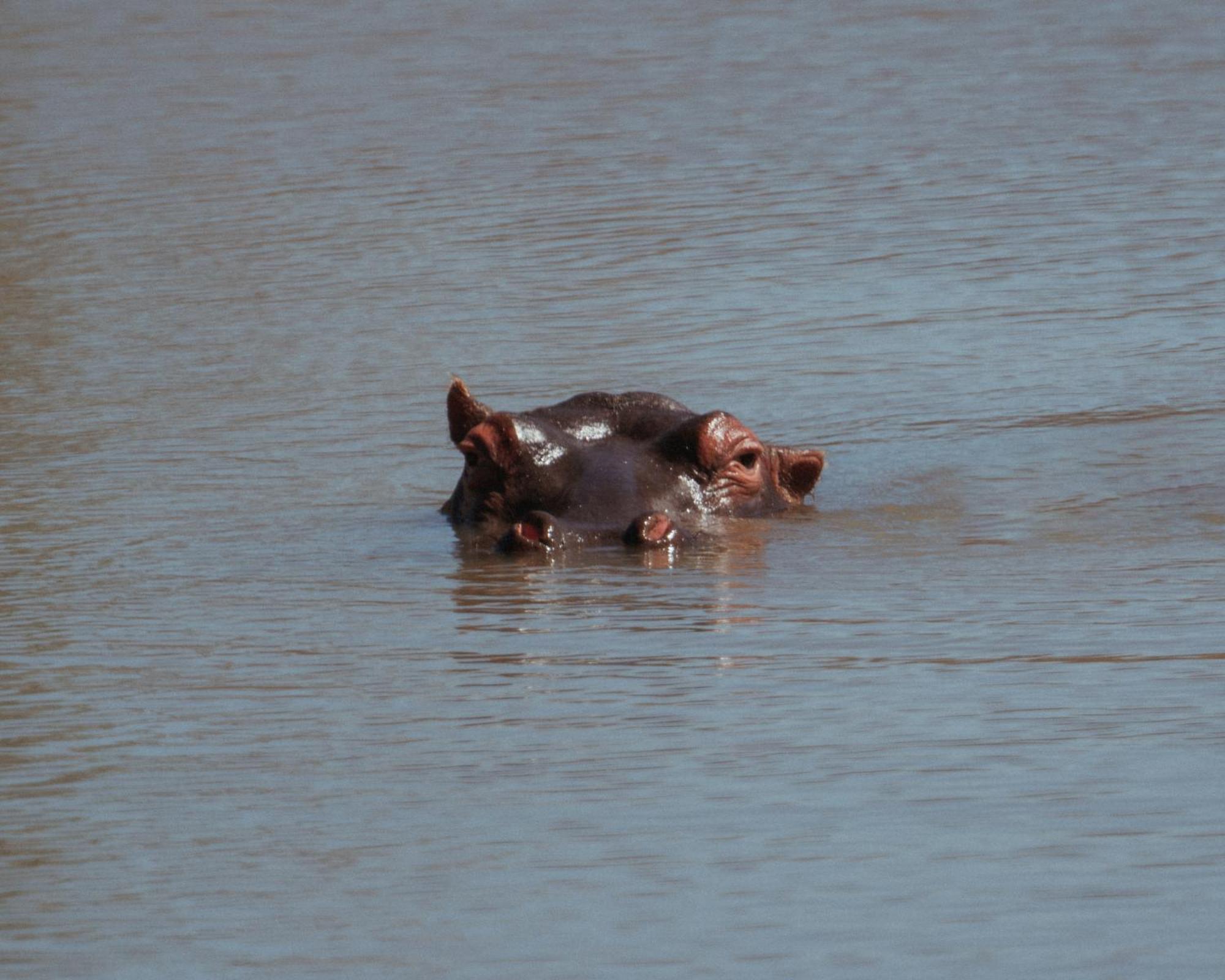 Black Rhino Game Lodge Pilanesberg Buitenkant foto