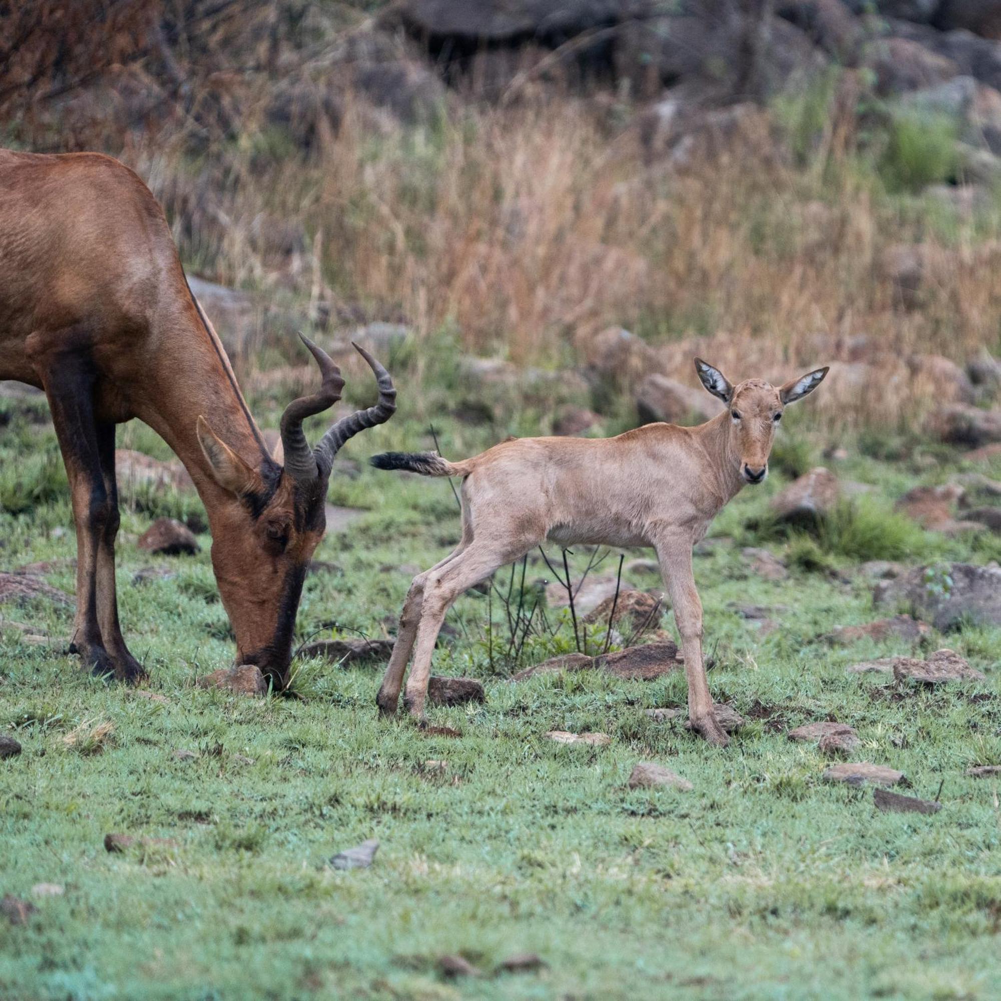 Black Rhino Game Lodge Pilanesberg Buitenkant foto